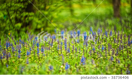thyme wild thyme or creeping thyme thyme wild thyme or creeping thyme 38736406