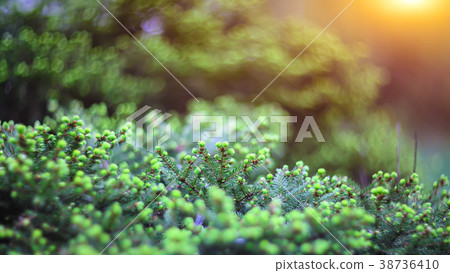 twinkling lights vivid color blurred bokeh twinkling lights vivid color blurred bokeh 38736410