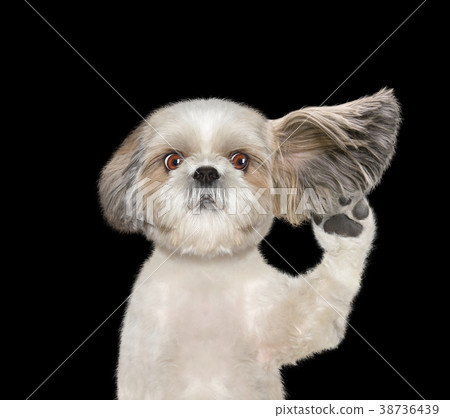 dog listens attentively to his owner 38736439