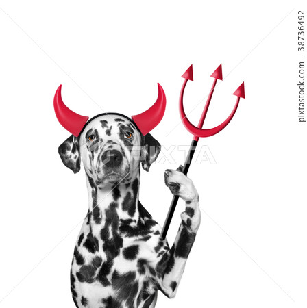 Devil is dog`s costume for Halloween Devil is dog`s costume for Halloween 38736492