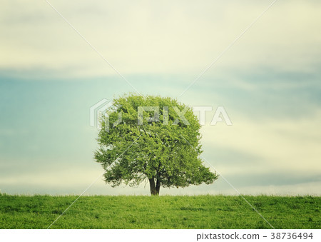 Single tree in the centre of the meadow Single tree in the centre of the meadow 38736494