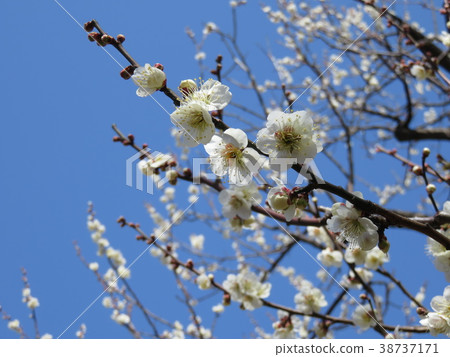 白色梅花在早春的清楚的春天 38737171