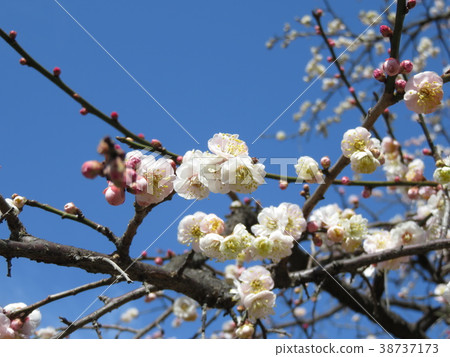 白色梅花在早春的清楚的春天 38737173
