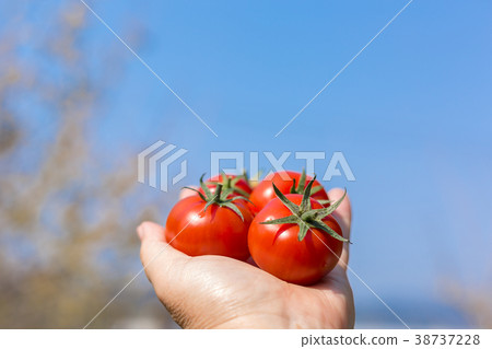 Amera番茄 Amera番茄 38737228