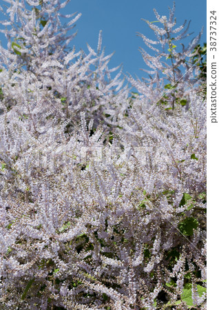 雪災花 雪災花 38737324