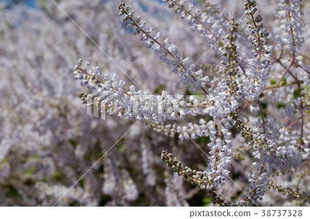 雪災花 雪災花 38737328
