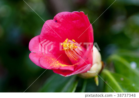 山茶花 山茶花 38737348