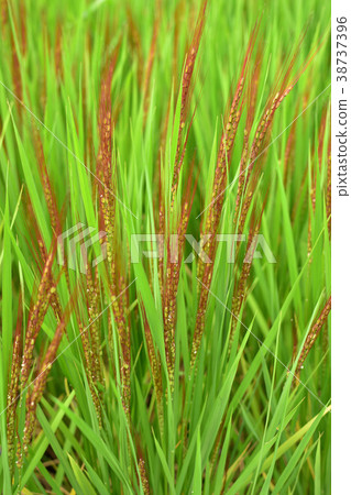 紅米的耳朵 38737396