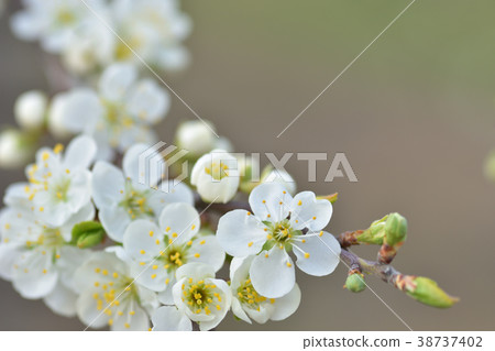 梅花 梅花 38737402