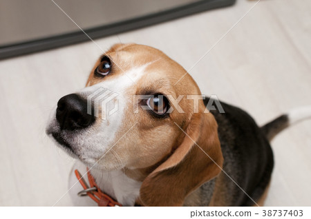 比格犬 比格犬 38737403