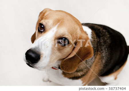 比格犬 比格犬 38737404
