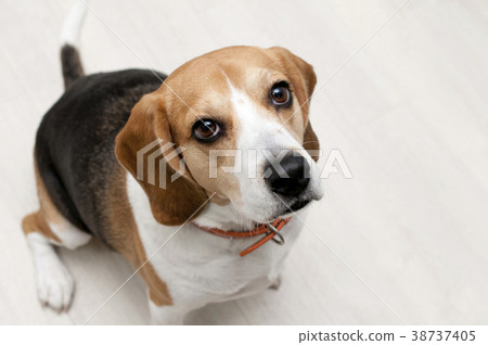 比格犬 比格犬 38737405
