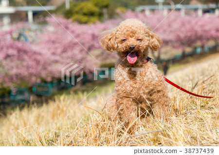 toy poodle walking