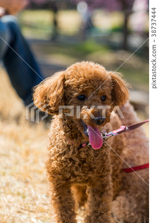 Toy poodle walking on river bed Toy poodle walking on river bed 38737444