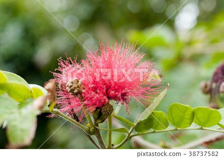 朱纓花 38737582