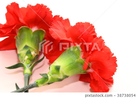 康乃馨禮物 康乃馨禮物 38738054