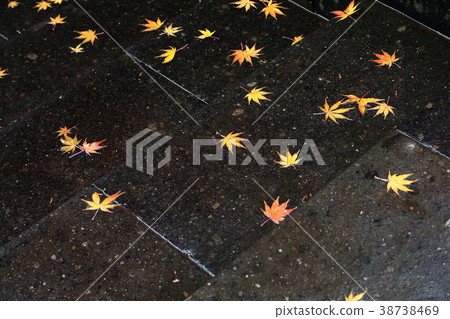 Autumn leaves of wet stone steps Autumn leaves of wet stone steps 38738469