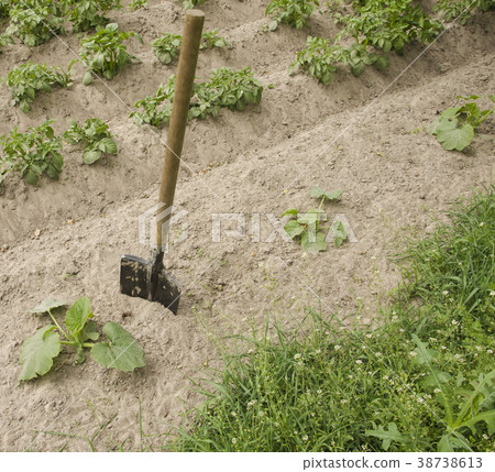 shovel is stuck into the ground in garden shovel is stuck into the ground in garden 38738613