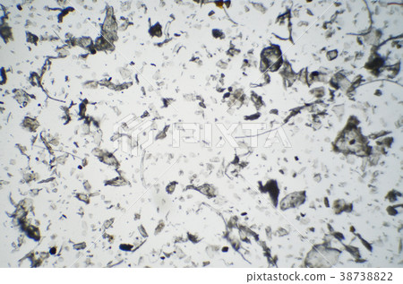 House Dust Seen With A Microscope Stock Photo 3873