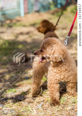 Toy poodle walking on river bed Toy poodle walking on river bed 38738917