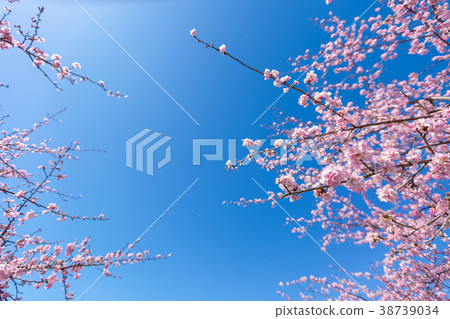 藍天和Miwa Sakura 藍天和Miwa Sakura 38739034