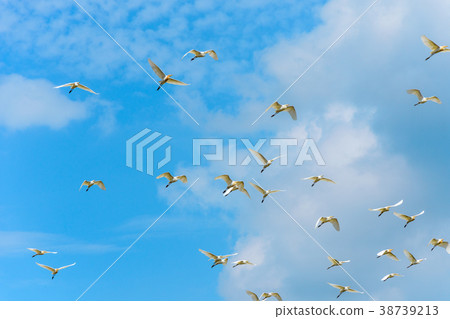 White egret birds are flying in the blue sky 38739213
