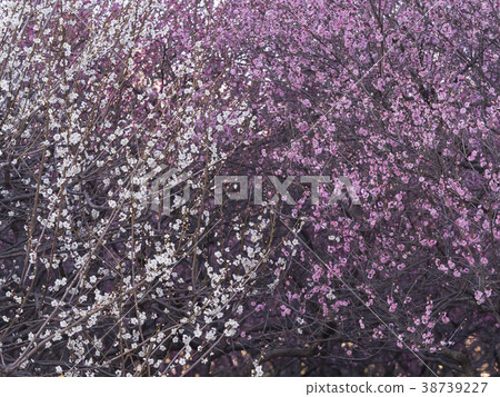 Koume, Hakuume, Ume 38739227