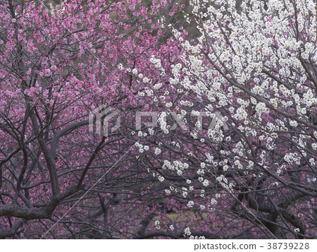 Koume, Hakuume, Ume Koume, Hakuume, Ume 38739228