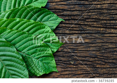 Kratom or Mitragyna speciosa leaves on wood 38739285
