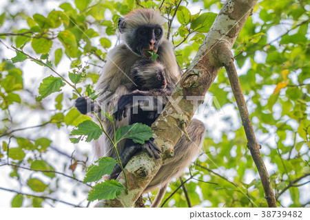 Zanzibar red colobus or Procolobus kirkii 38739482