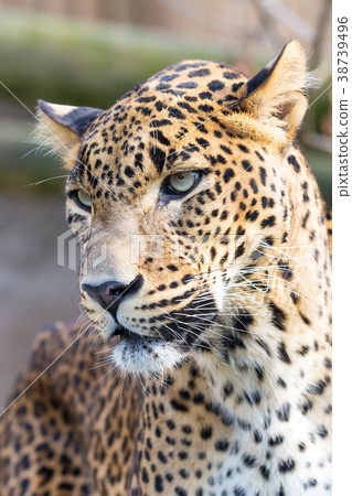 cejlon Sri Lankan leopard 38739496