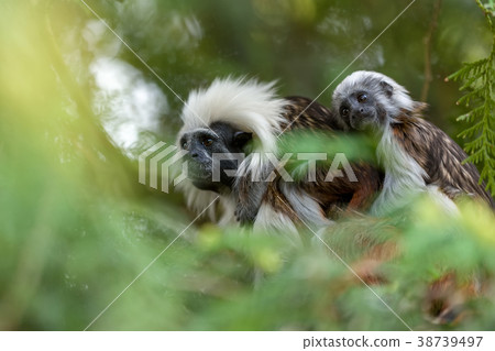 tamarin family with small baby 38739497