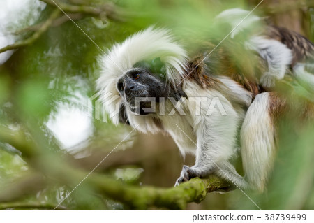 tamarin family with small baby tamarin family with small baby 38739499