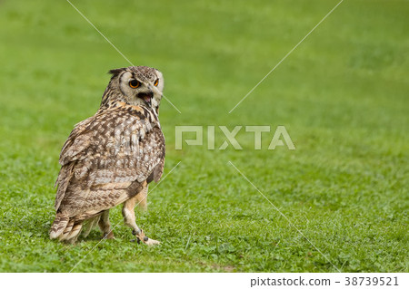 Eurasian Eagle Owl (Bubo bubo) Eurasian Eagle Owl (Bubo bubo) 38739521