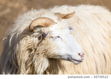 ram or rammer, male of sheep ram or rammer, male of sheep 38739522