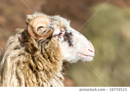 ram or rammer, male of sheep 38739523