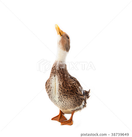 Duck on the white background 38739649