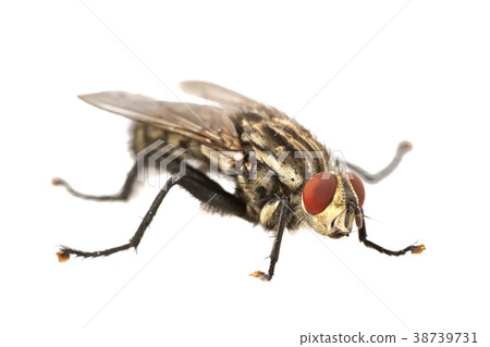Fly with red eyes on a white background Fly with red eyes on a white background 38739731