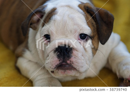 Portrait of puppy english bulldog 38739740