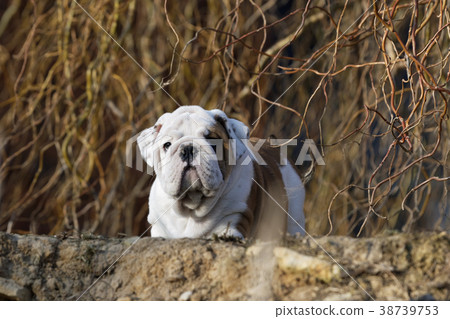 Portrait of puppy english bulldog 38739753