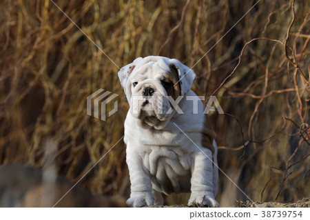 Portrait of puppy english bulldog 38739754