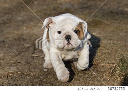 Small puppy of english bulldog running Small puppy of english bulldog running 38739755