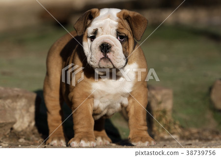 Portrait of puppy english bulldog Portrait of puppy english bulldog 38739756