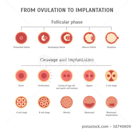 Cartoon In Vitro Fertilization Card Poster. Vector 38740609