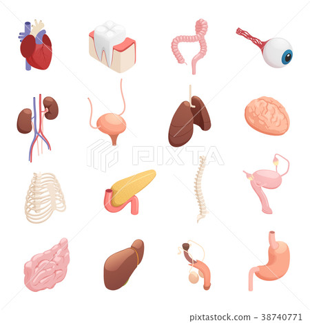 Human Organs Isometric Icons  38740771