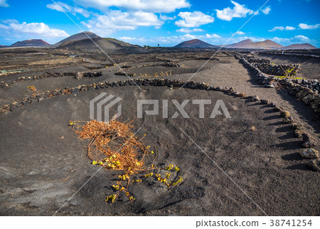 Vineyards in La Geria, Lanzarote, Canary Islands 38741254