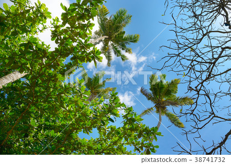 Palm tree against beautiful blue sky 38741732