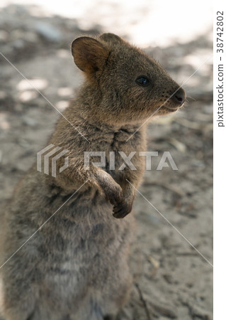 Wildlife of Australia Wildlife of Australia 38742802