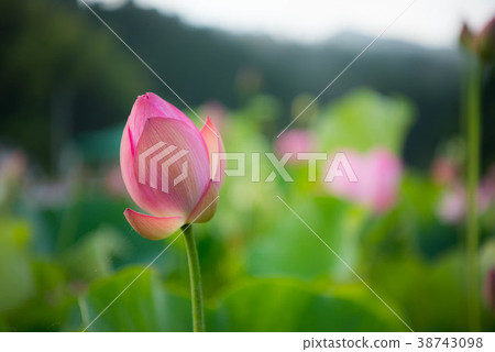蓮花蓮花 蓮花蓮花 38743098