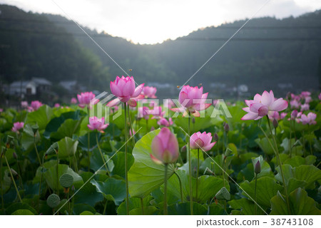 Lotus lotus flower bee bee beetle Lotus lotus flower bee bee beetle 38743108